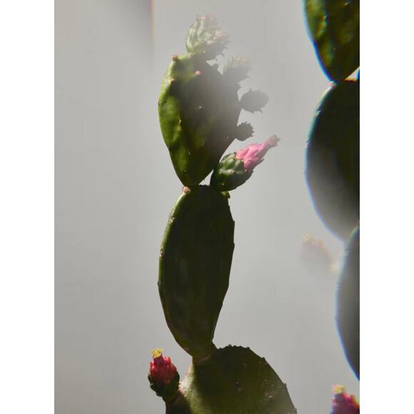 RETAIL $60 Twentynine Palms Mesa Mystic Facial Exfoliating Solution*Witch Hazel - Picture 4 of 5